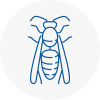 Stone Wasp Nest Removal